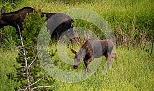 Young Moose Calf Cautiously Walks Through Tall Grass Along Creek