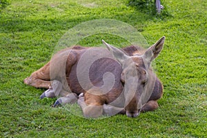 Young moose calf resting in the cut grass