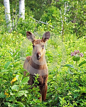 Young moose calf