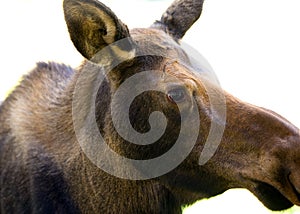 Young Moose Calf in the Yukon Territories, Canada