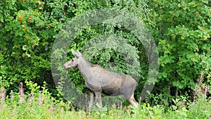 Young Moose cow grazing young tree leaves at the forest edge, close up video. Sweden, Umea