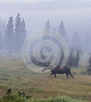 Young Moose Crosses Foggy Field