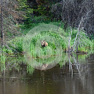 Young Moose Is Curious of Beaver in Lake