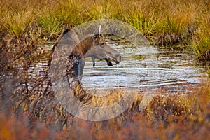 Young moose with driping water from his chin in Alaska