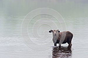 Young moose eating