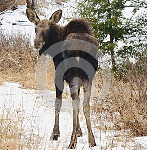 Young moose in Hillsboro,NH.