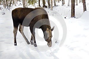 Young Moose Looking for Food