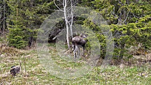 Young moose move slowly at forest edge, trying to hide behind trees, close up video. Norway