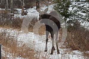 Young moose in NH.