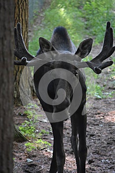 Young Moose with a Rack of Antlers in Maine
