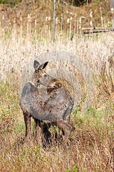 Moose Yearling During Spring photo