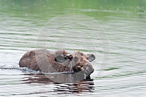 Young moose swimming