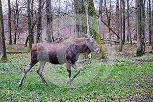 Young moose walking in the forrest in the rain