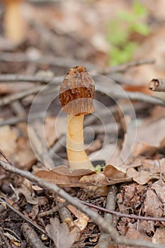 A young morel mushroom grows against a blurred forest background