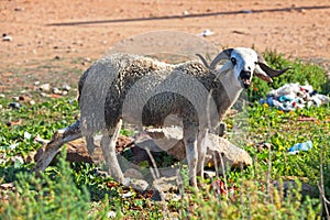 Young moroccan ram