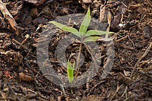 Young Mosso bamboo in the garden. Growing new shoots photo