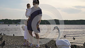 Young mother with her baby girl daughters feeding swan and little ducklings birds bread at a river wearing dotted dress