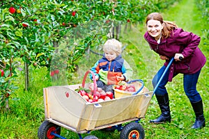 Young mother and little toddler boy picking apples