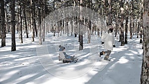 A young mother in a white down jacket runs through the delightfully beautiful snowy winter pine forest and pulls a sled