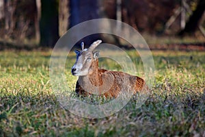 Young Mouflon Male Lying Down in Grass Winter Ovis Aries Musimon