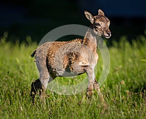 Young mouflons in nature park