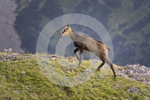 Young mountain chamois in the wild. Tatry. Poland.