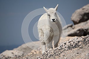 Young Mountain Goat