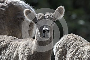 Young Mountain Goat in Kananaskis Country