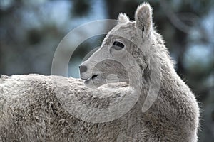 Young Mountain Goat in Kananaskis Country