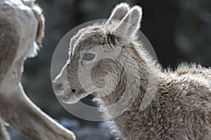 Young Mountain Goat in Kananaskis Country