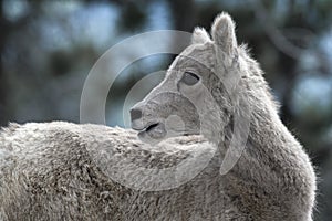 Young Mountain Goat in Kananaskis Country