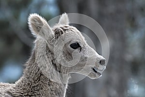 Young Mountain Goat in Kananaskis Country