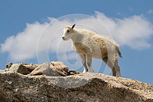 A young Mountain Goat Oreamnos americanus on a granite craig photo