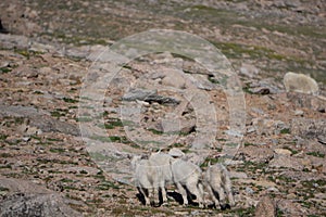 Young Mountain Goats Running