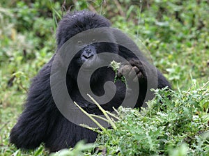 Young mountain gorilla photo