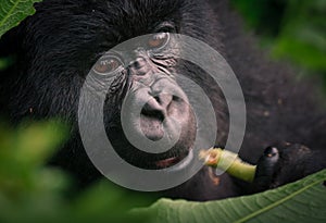 Young mountain gorilla