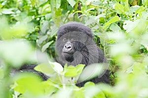 Young mountain gorilla photo