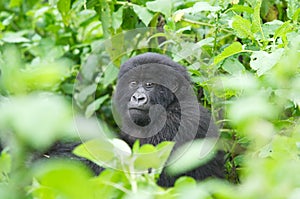 Young mountain gorilla