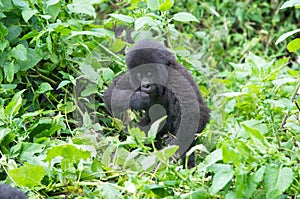 Young mountain gorilla photo