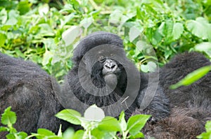 Young mountain gorilla photo