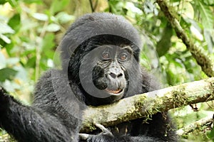 Young Mountain Gorilla