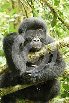 Young Mountain Gorilla