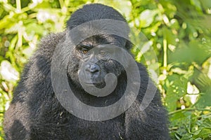 Young Mountain Gorilla in the Forest