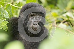 Young Mountain Gorilla in the Forest
