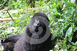 A young mountain gorilla photo