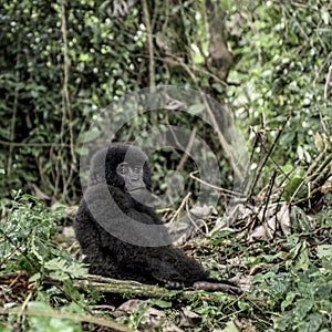 Young mountain gorilla in the Virunga National Park, Africa