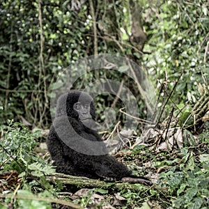 Young mountain gorilla in the Virunga National Park, Africa photo