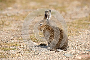 Young Mountain Hare Lepus Timidus Basking In The Rays Of The Autumn Sun. Tundra Hare Or White Hare In Summer Pelage In The Nat photo