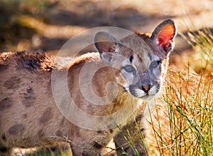 Young Mountain Lion Cougar Kitten Puma Concolor