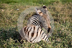 Young Mountain Zebra lying